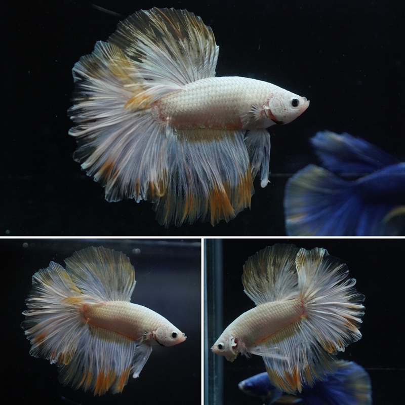 #20 Snow Dragon Scale Yellow Phoenix Halfmoon Male Betta – High Quality Male Betta Fish