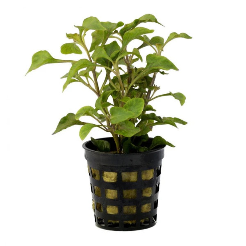 Alternanthera bettzickiana – Water Rose