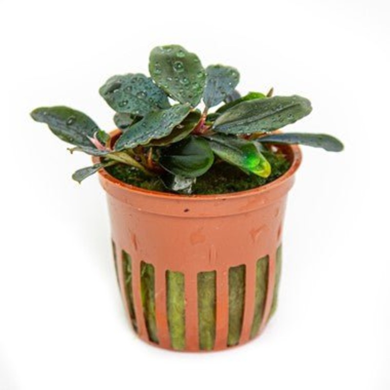 Tropica Bucephalandra sordidula ‘Blue’