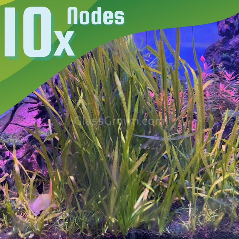True Sagittaria Subulata 10 Plants 10x Plants