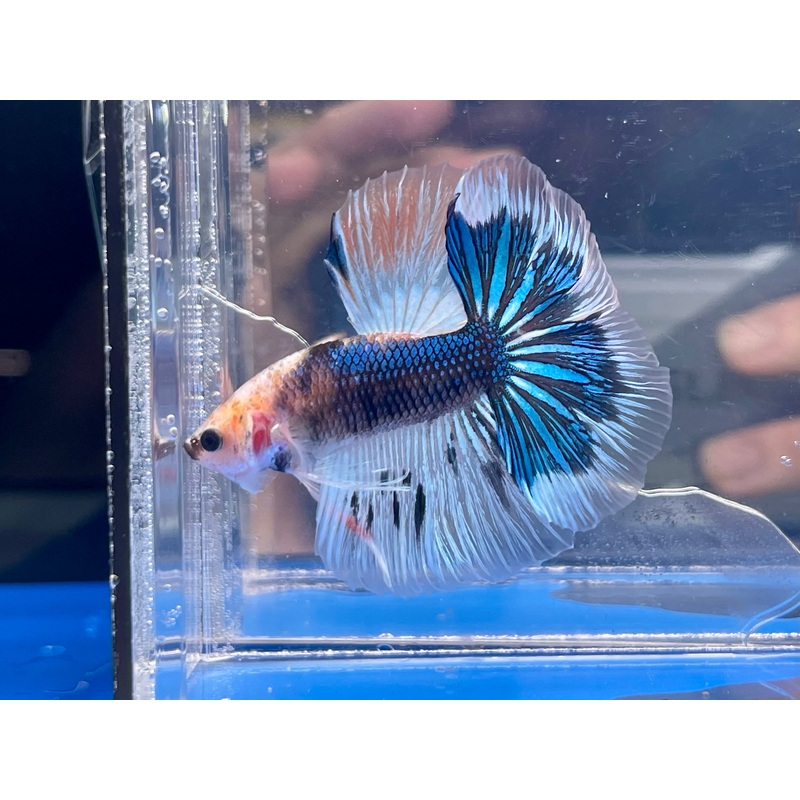 * Betta * Blue Marble HM #HM26 (Actual Fish)