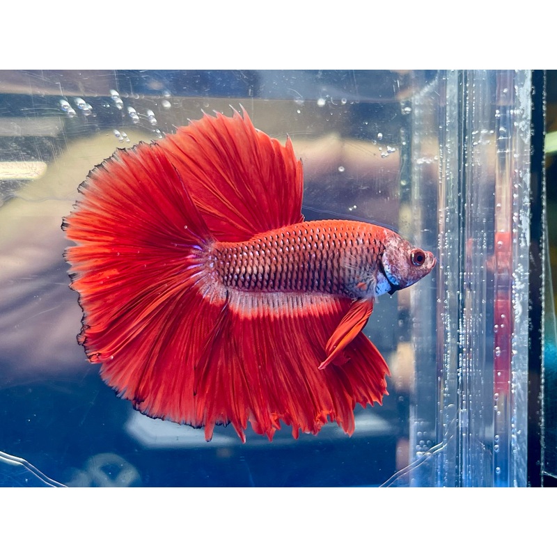 * Betta * Red Marble HM #HM28 (Actual Fish)