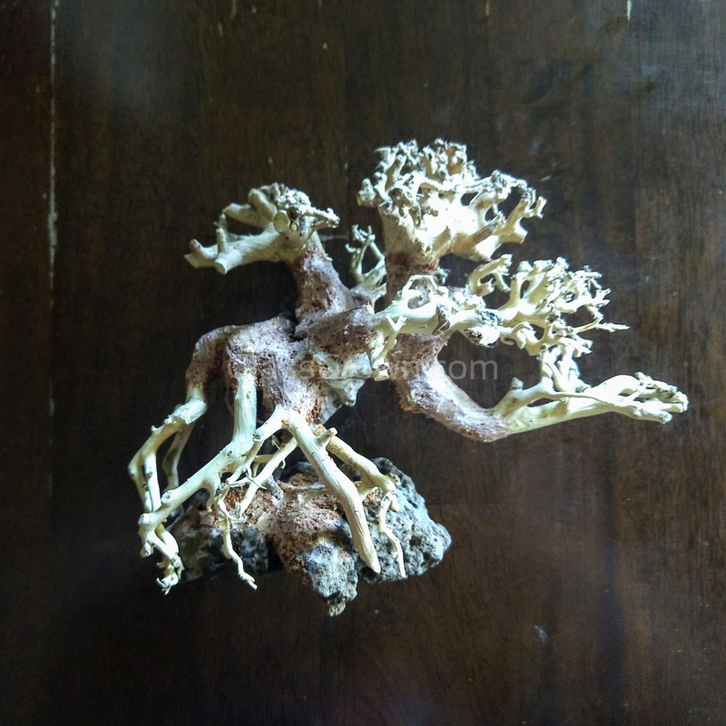 Corcovado Bonsai Wood Nano Size 6″ Small 6″