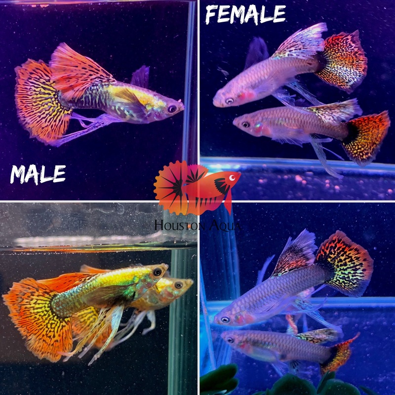 “New Gene” Dumbo Red Dragon RIBBON BDS Halfmoon Guppy