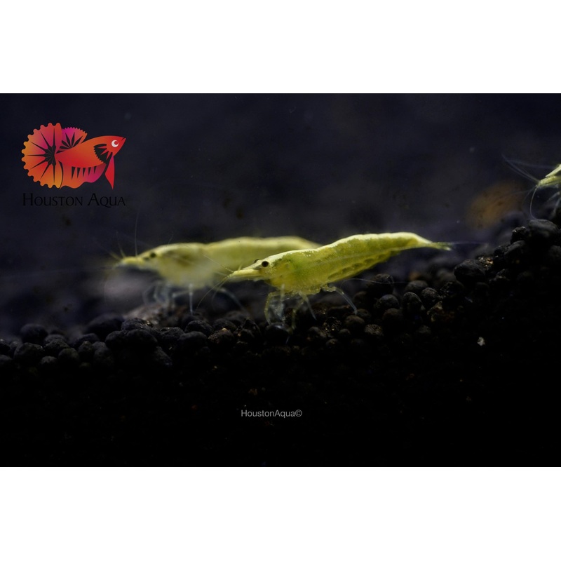 Ultra Golden Back Line Neocaridina Shrimp – Grade SSS++
