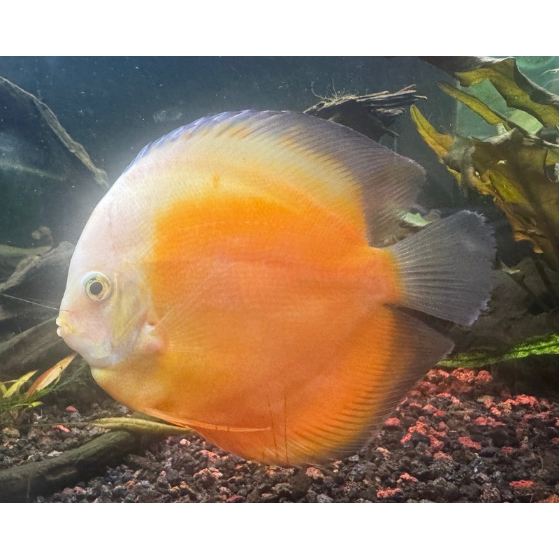 Yellow White Discus large 12cm