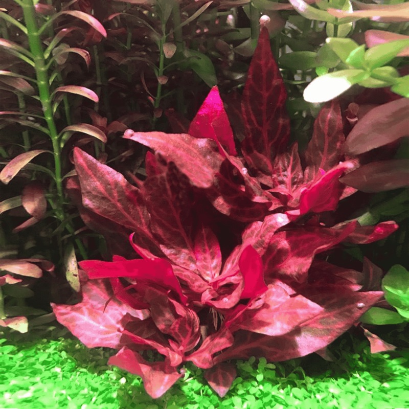 ADA IC127 Alternanthera reineckii ‘Rosanervig’ | TC Live Plant