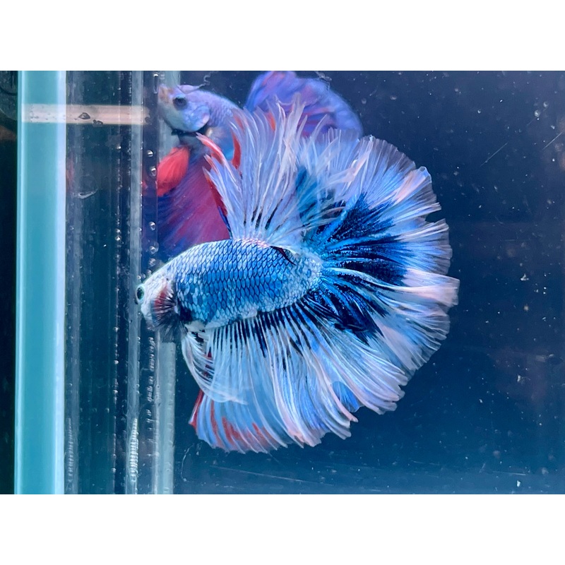 * Betta * Blue Monster Fancy HM #HM72 (Actual Fish)