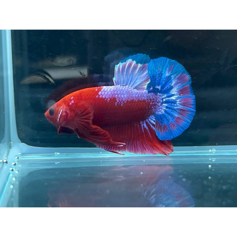 * Betta * Hellboy HMPK #HB1 (Actual Fish)