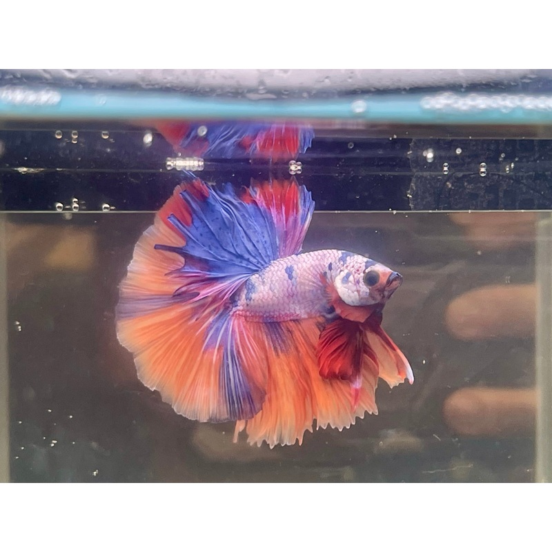 * Betta * Multicolour HM #HM69 (Actual Fish)