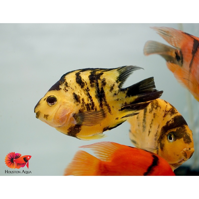 Yellow Tiger Parrot Cichlid – Size 4.5-5