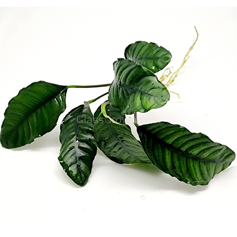 Anubias Coffeefolia