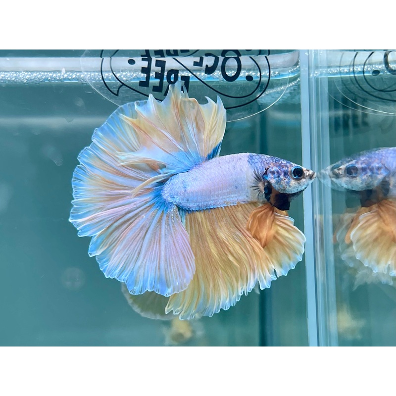 * Betta * Fancy Marble HM #P96 (Actual Fish)
