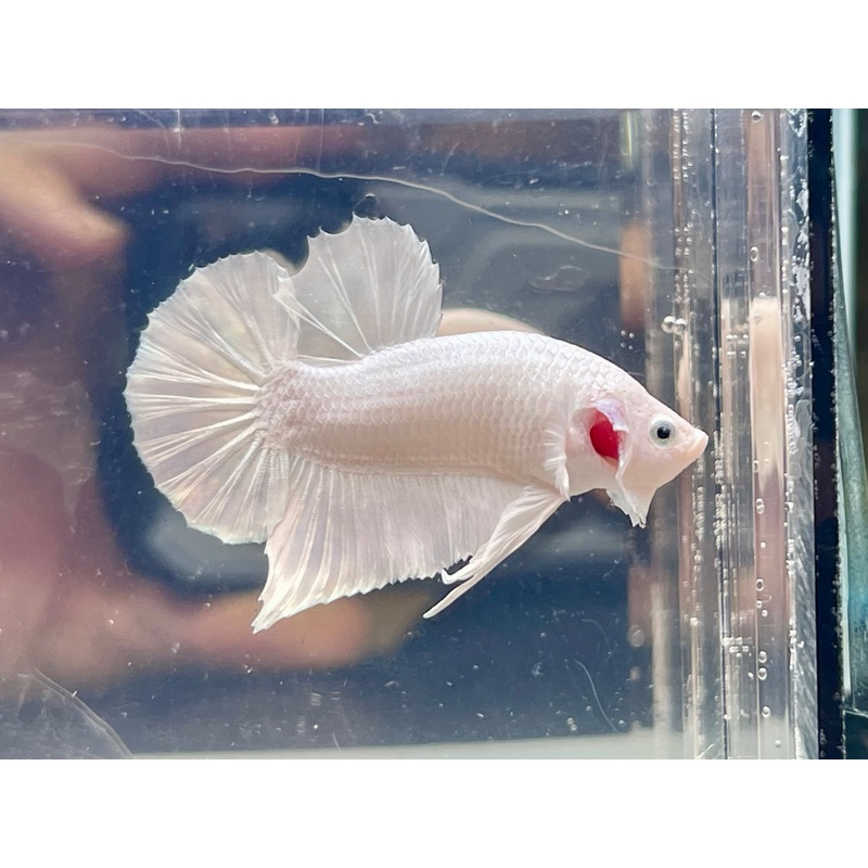* Betta * Platinum White HMPK #W2 (Actual Fish)