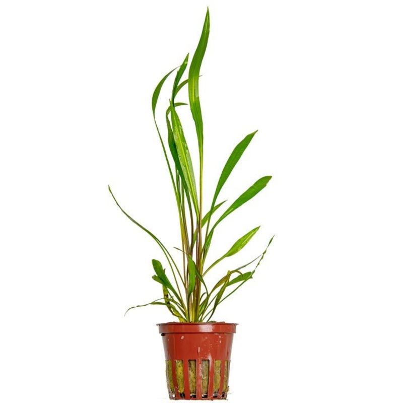 Tropica Cryptocoryne Spiralis ‘Red’