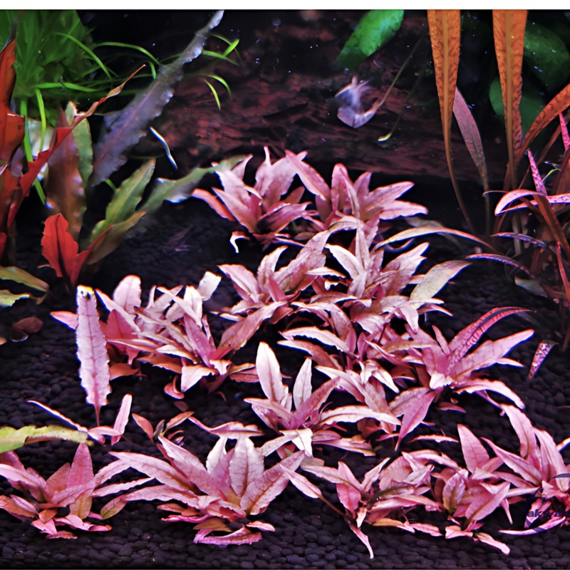 ADA IC185 Cryptocoryne Wendtii Pink Panther | TC Live Plant