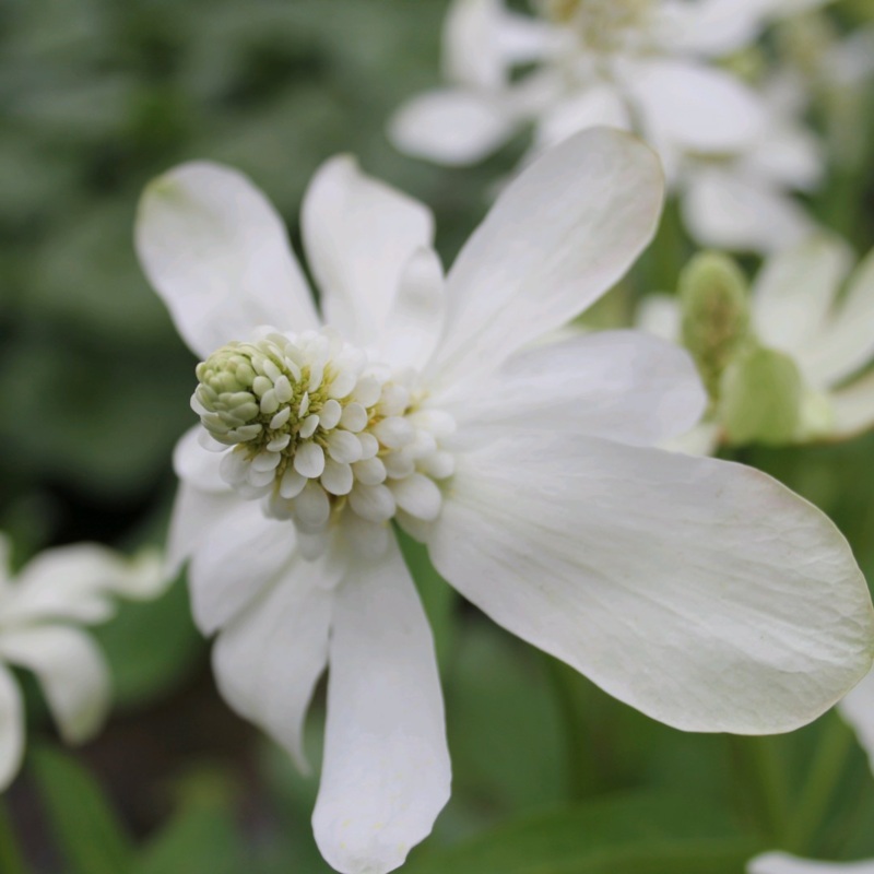 Anemopsis Californicum Apache Beads 9cm (3pk)