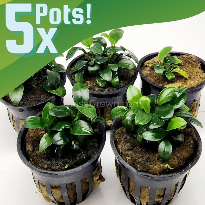 Anubias Nana Petite 3-10  Pots 3x Pots
