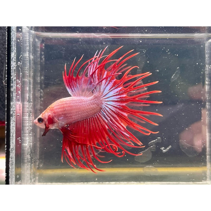 * Betta * Lavender CT #CT2 (Actual Fish)