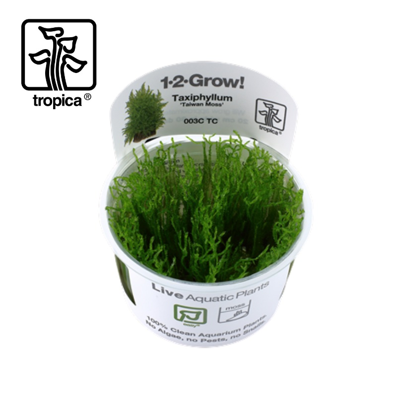 Tropica In-Vitro 1-2-Grow! Taxiphyllum ‘Taiwan Moss’