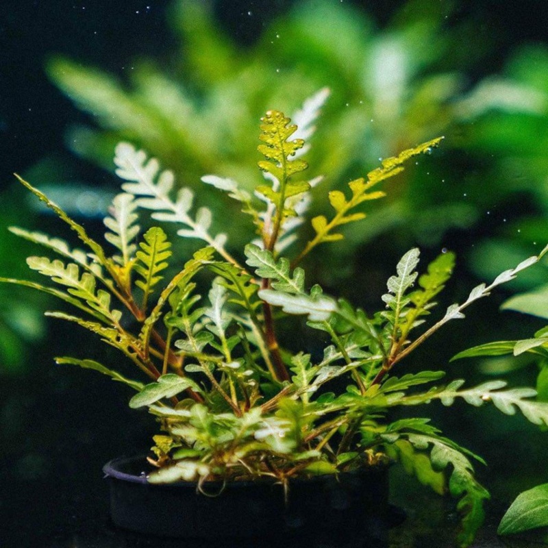 ADA IC202 Hydrophila Pinnatifida | TC Live Plant