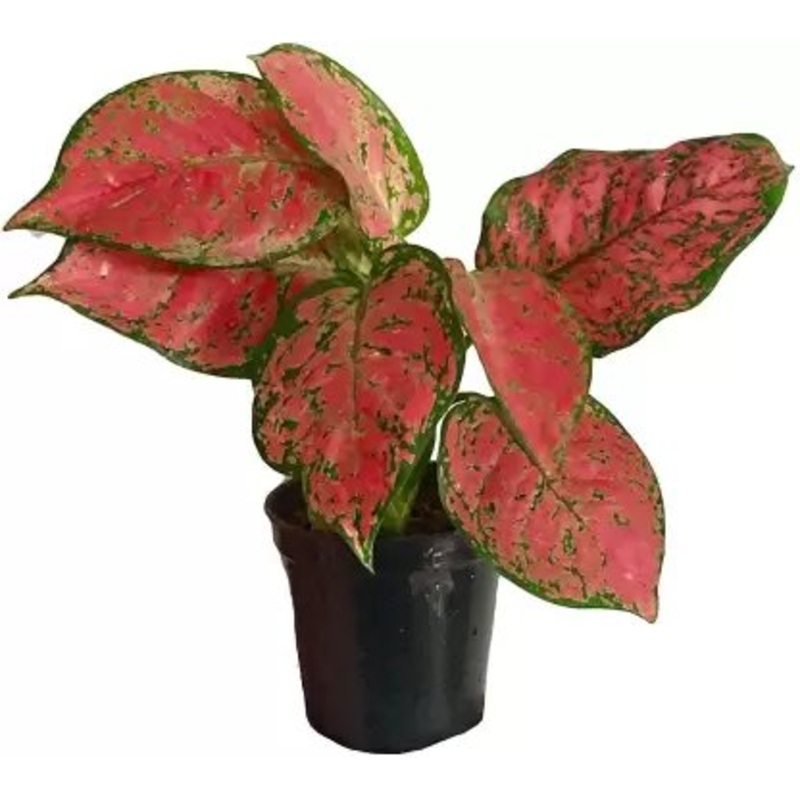 Aglaonema red valentine ( Single plant)