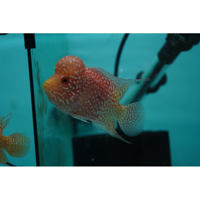 *NEW #8 Golden Base Kamfa Male Flowerhorn (Mini Size 2.5) Potential Small Kamfa