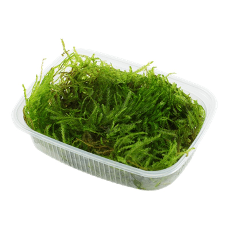 Tropica Taxiphyllum ‘Spiky’ Portion