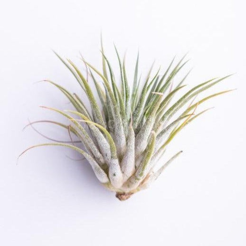 Air Plants Tillandsia (3-5″) Single Air plant