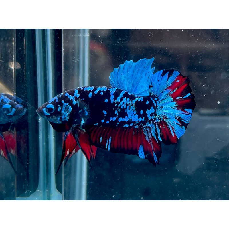 * Betta * Avatar HMPK #A11 (Actual Fish)