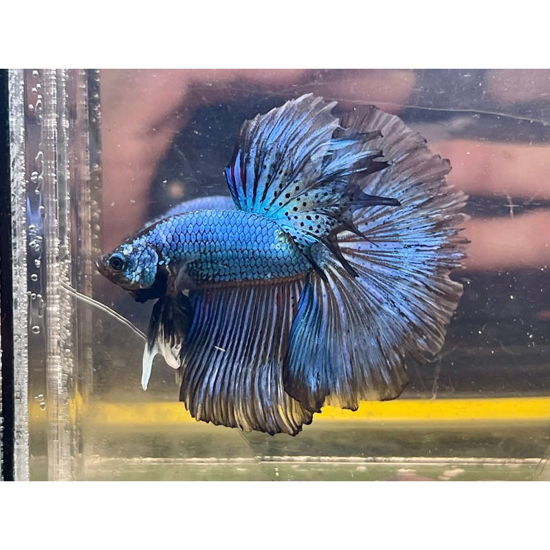 * Betta * Blue metallic marble HM #HM64 (Actual Fish)