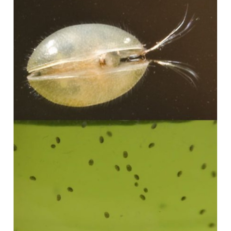 Marine Ostracods – Aquatic Live Food