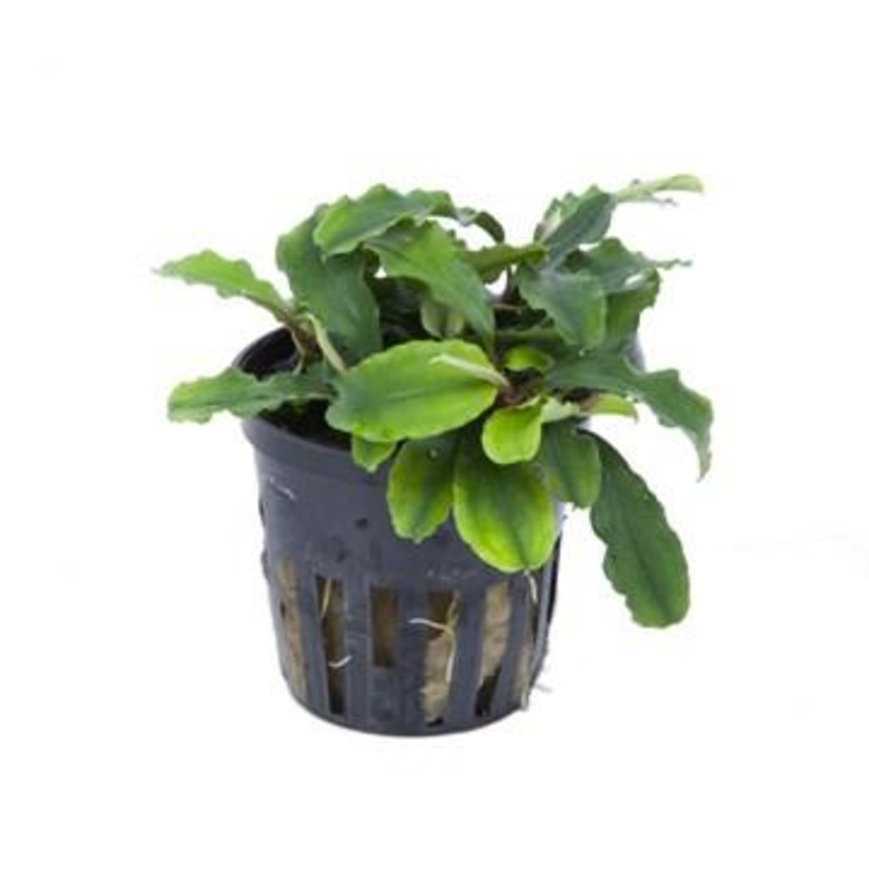 Tropica Bucephalandra ‘Bukit Kelam’ in Pot