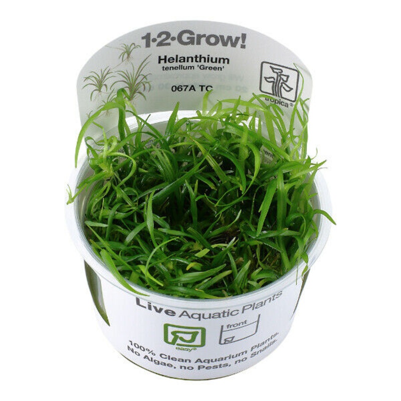 Tropica In Vitro 1-2-grow! Helanthium tenellum ‘Green’