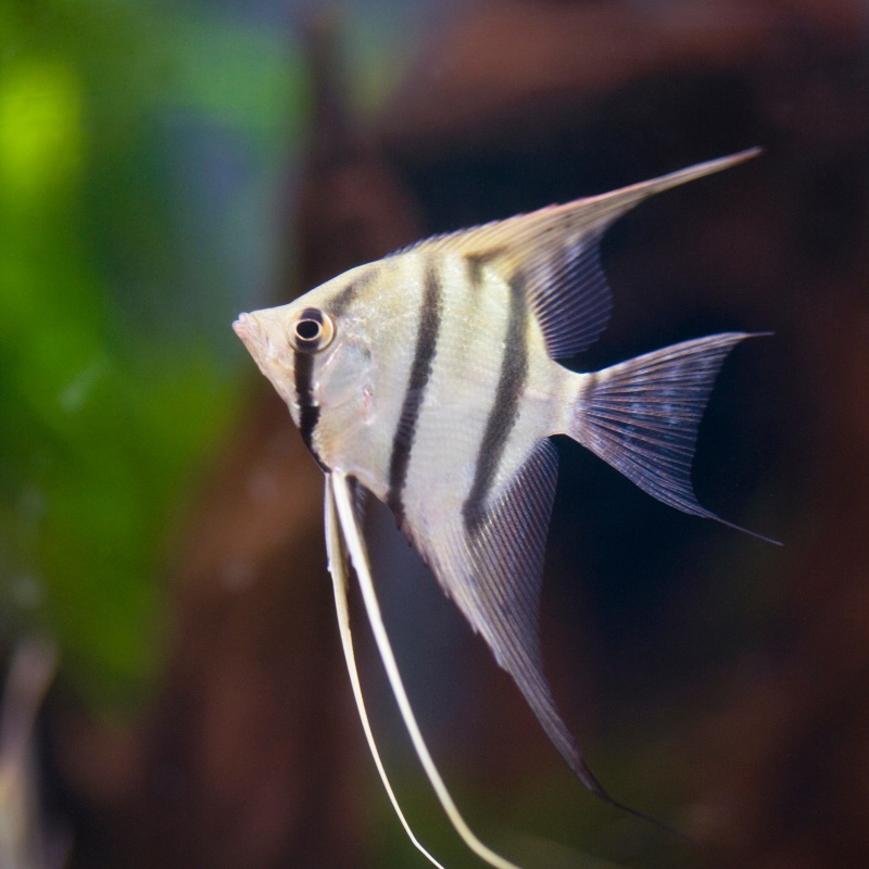Zebra Angel Fish Angelfish Single (1)