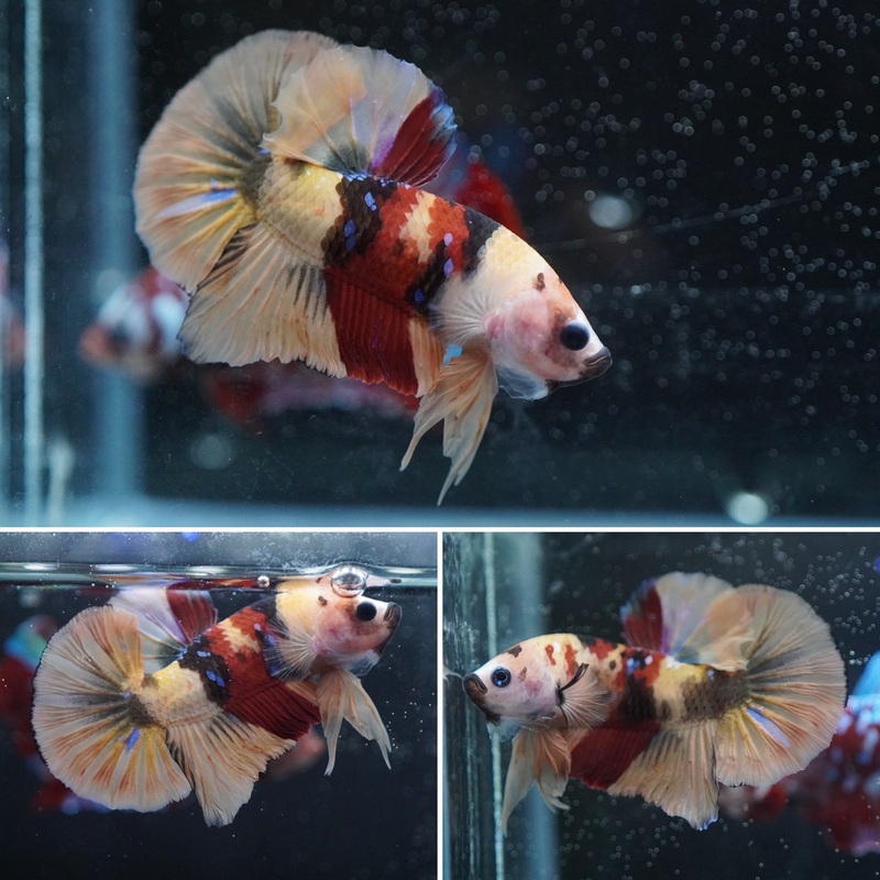 #3 (New Arrival)Rare COLOR Candy Nemo – High Quality Live Aquarium Male Betta Fish