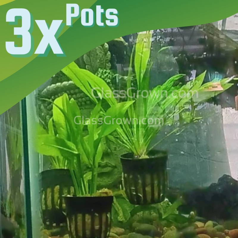 Amazon Sword 3-10 Pots pack of 3 pots