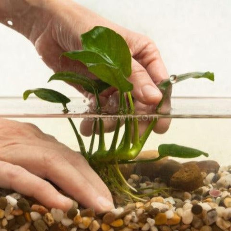 Anubias Frazeri Mother
