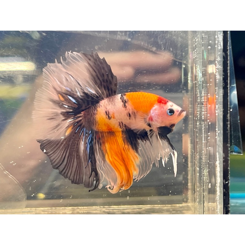 * Betta * Multicolour HM #HM67 (Actual Fish)