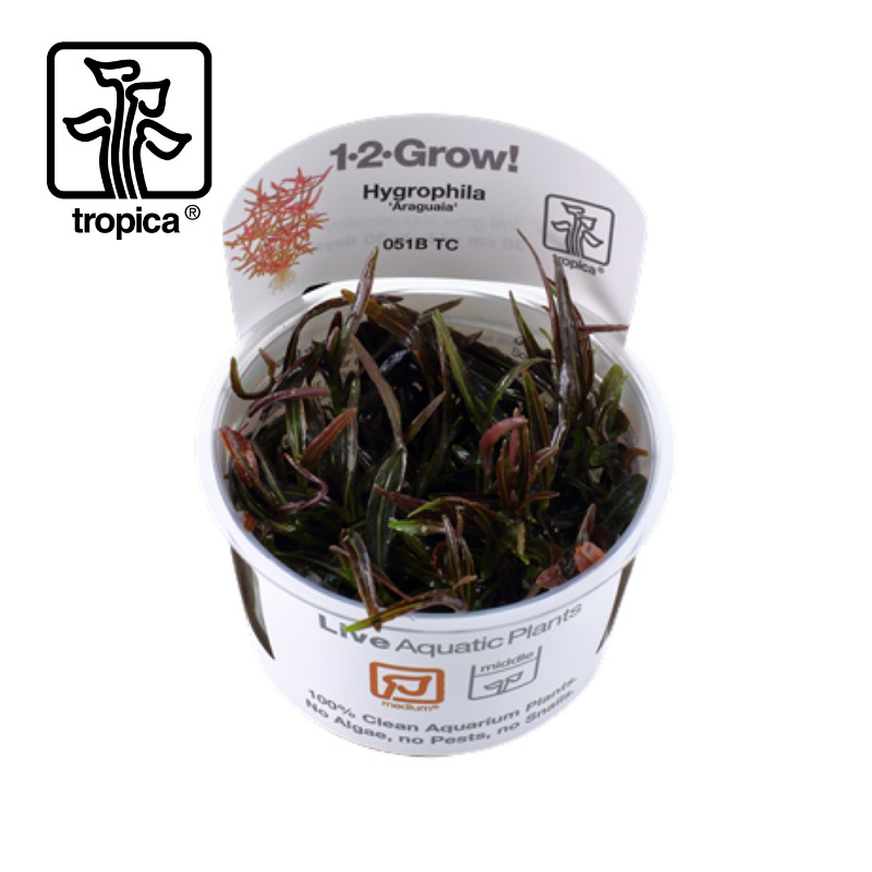 Tropica In-Vitro 1-2-Grow! Hygrophila Lancea ‘Araguaia’