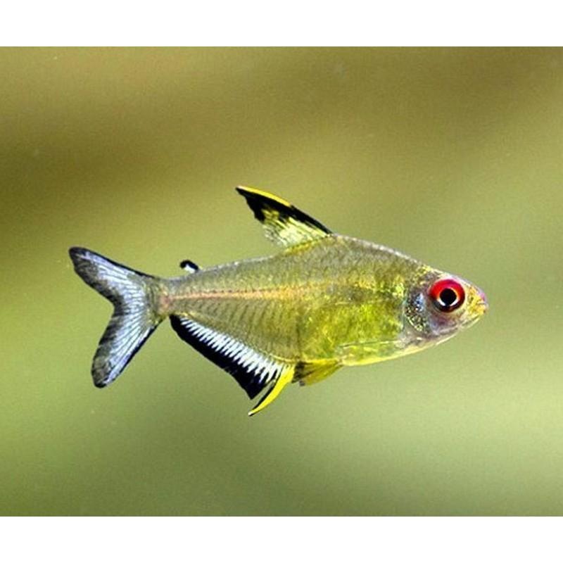 Yellow Lemon Tetra Single (1)