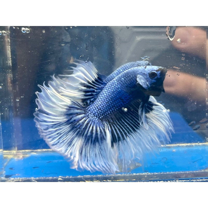 * Betta * Blue Dragon Butterfly HM #HM19 (Actual Fish)