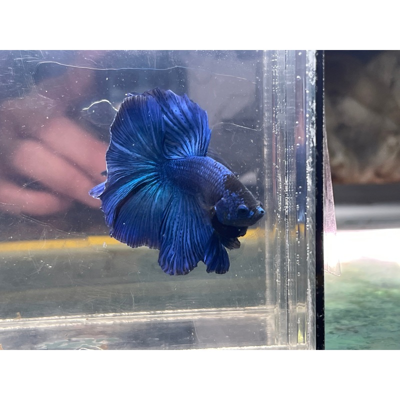 * Betta * Royal Blue HM #HM59 (Actual Fish)