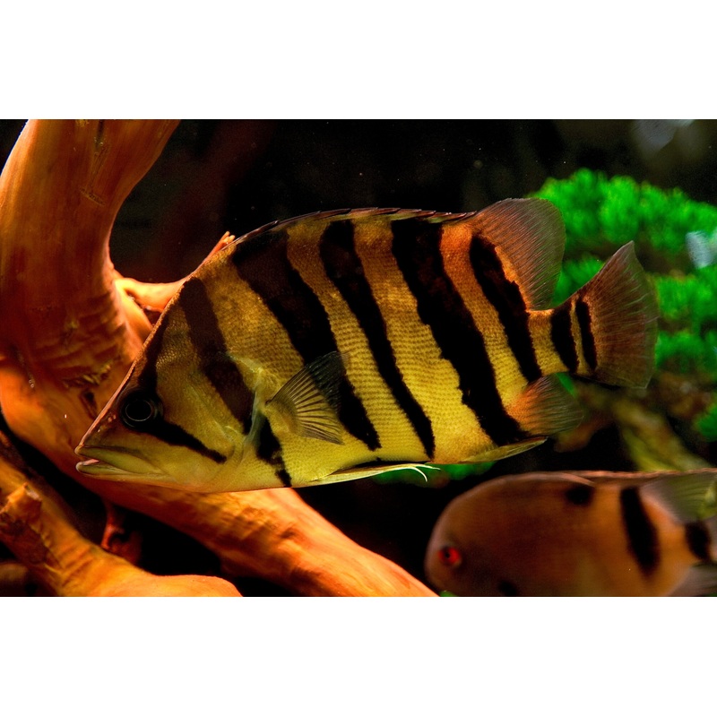 *Special* Sumatra Datnoid 11 (Extra Large) 1 Fish