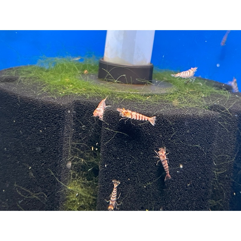 * Shrimps * Indian Zebra Shrimps (10 pieces)