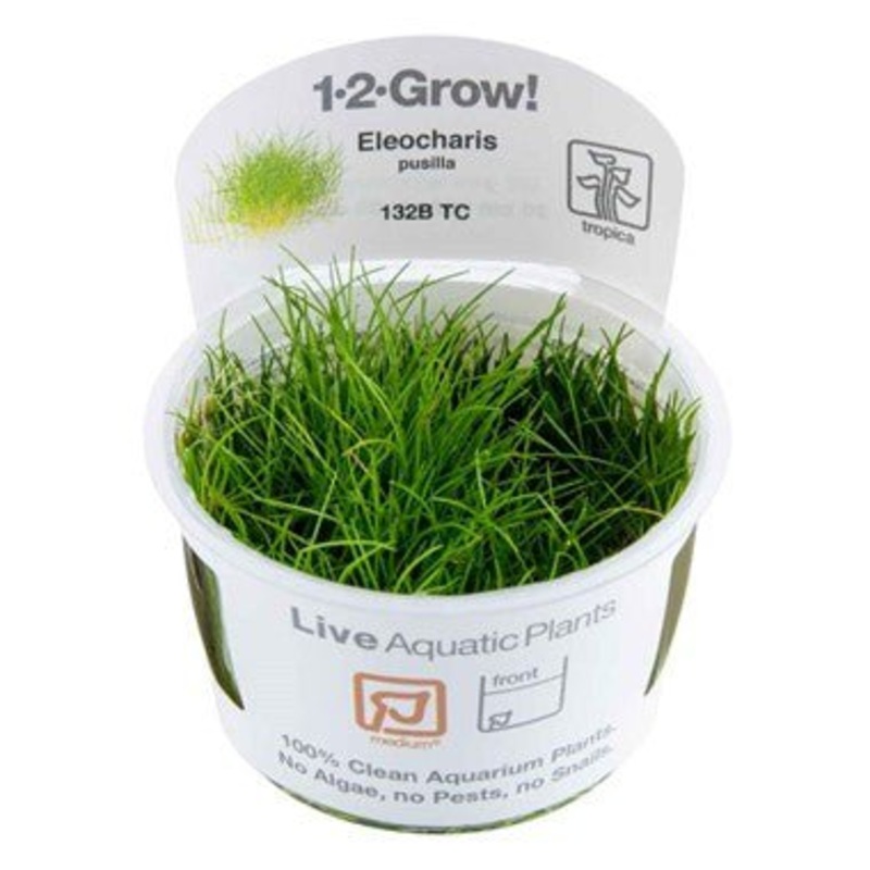 Tropica Eleocharis pusilla 1-2-GROW! (AKA Eleocharis Acicularis ‘Mini’)