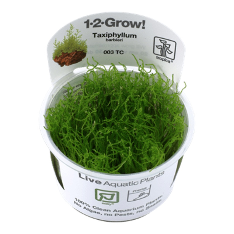 Tropica Taxiphyllum barbieri ‘Bogor Moss’ 1-2-GROW! (AKA Taxiphyllum barbieri)