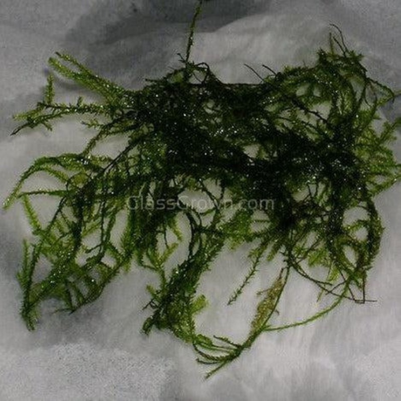 Willow Moss 2oz Portion