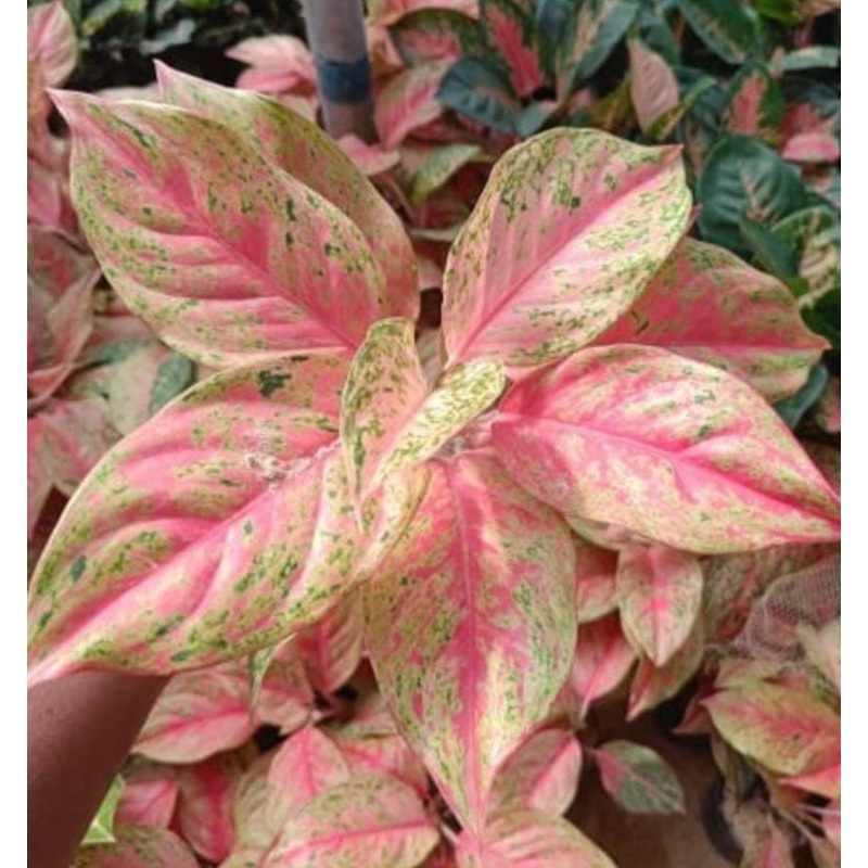 Aglaonema bleeding angel heart (single plant)