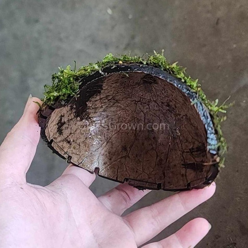 Java Moss Coconut Cave